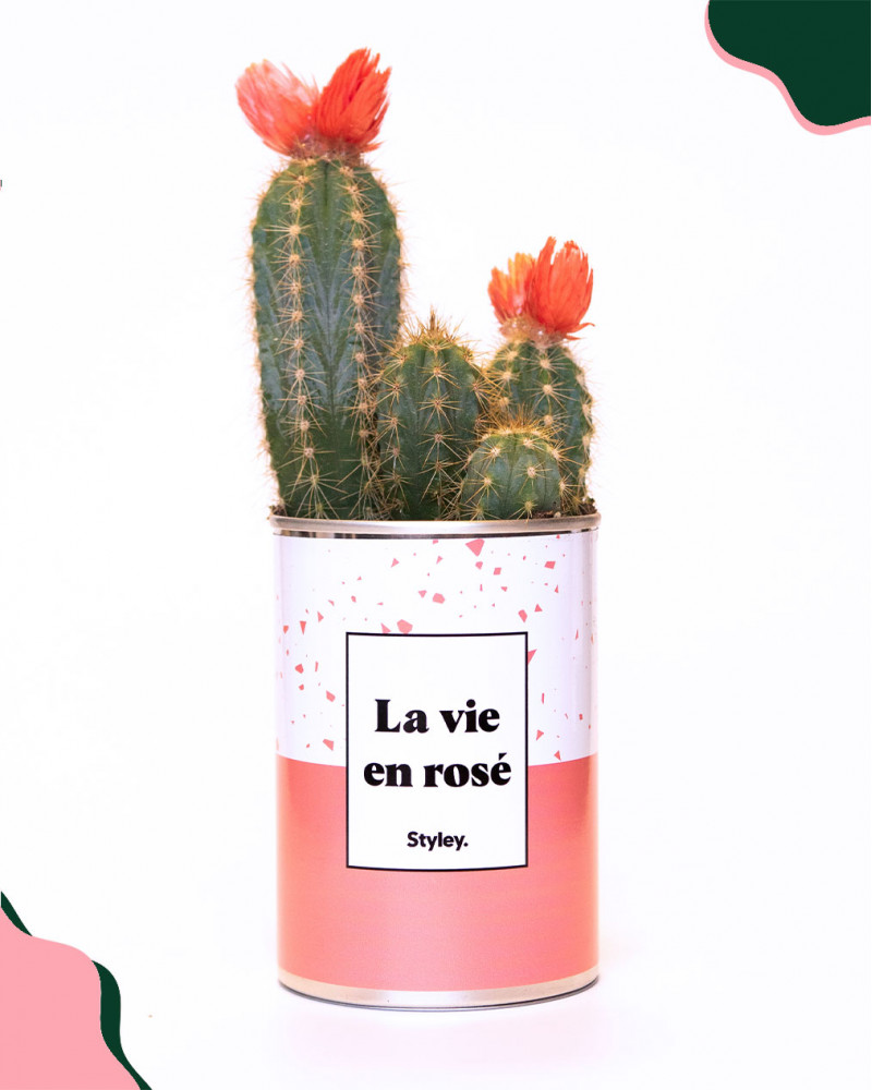 cactus-la-vie-en-rose-styley