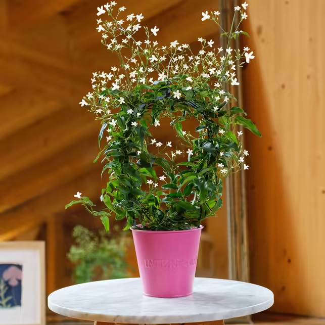 jasmin-plante