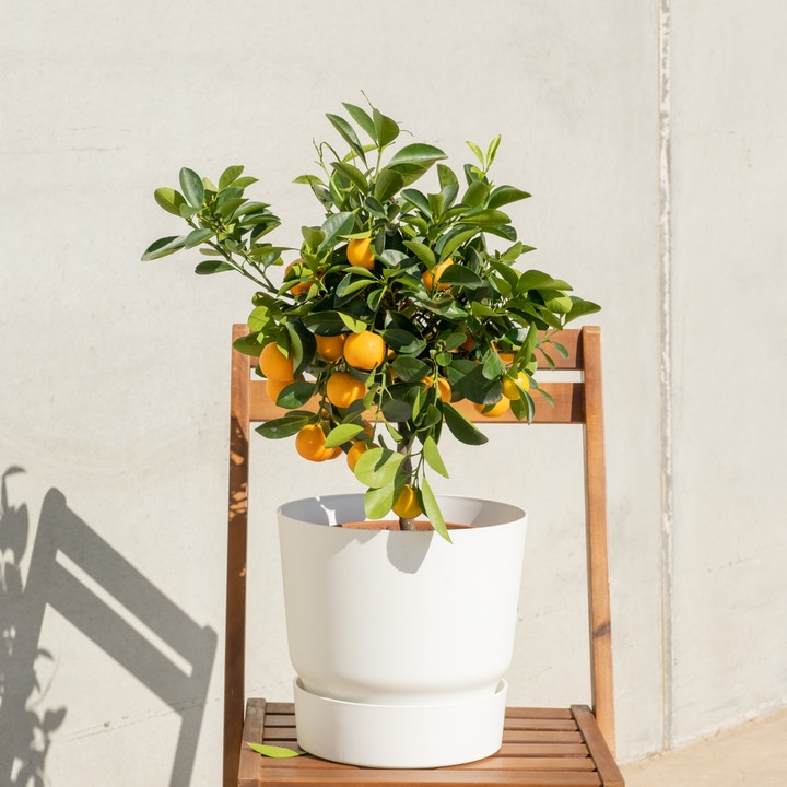 plante-citrus-calamondin-be-green