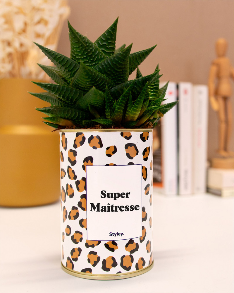 plante-grasse-super-matresse-styley-co