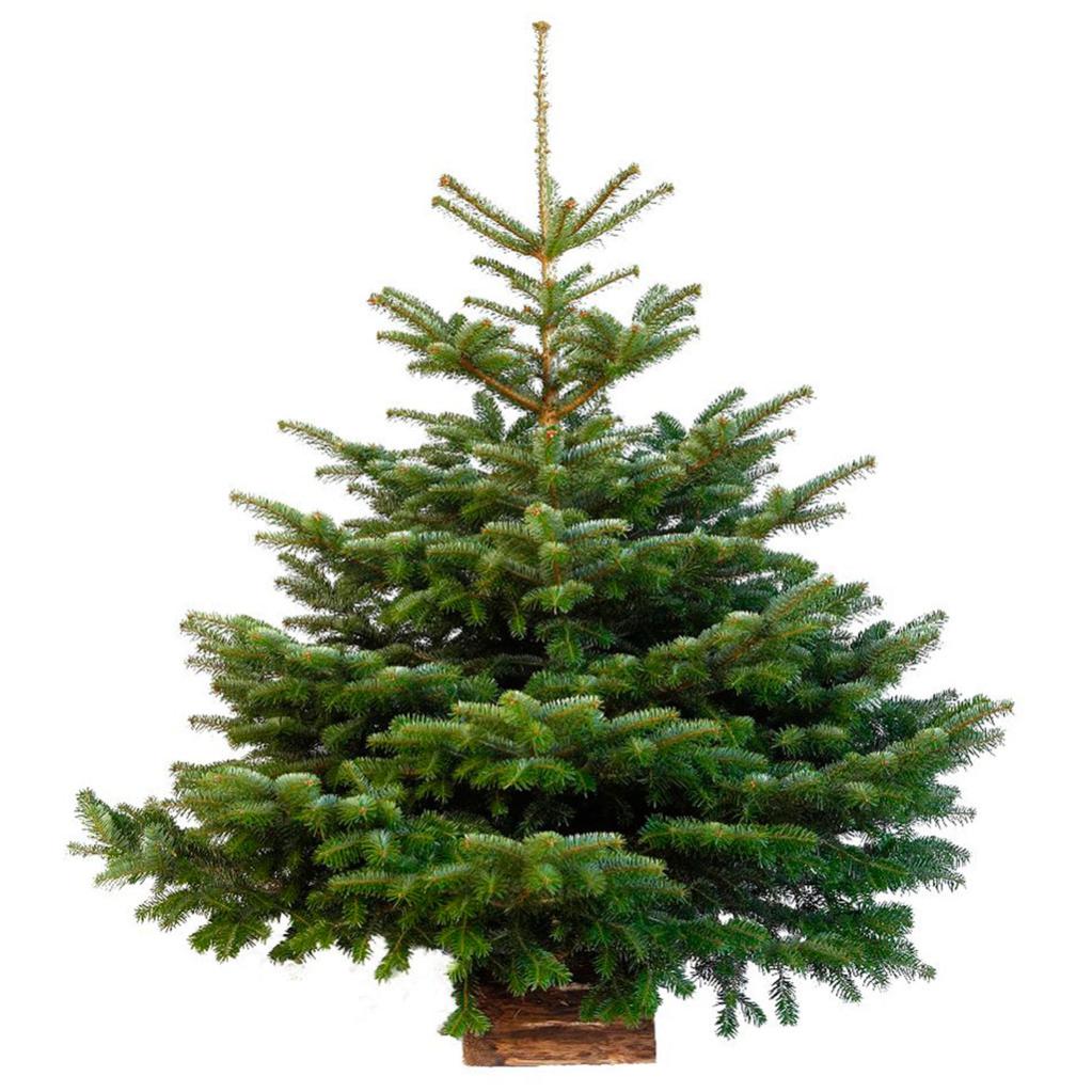 sapin-naturel-nordmann-premium-leroy-merlin