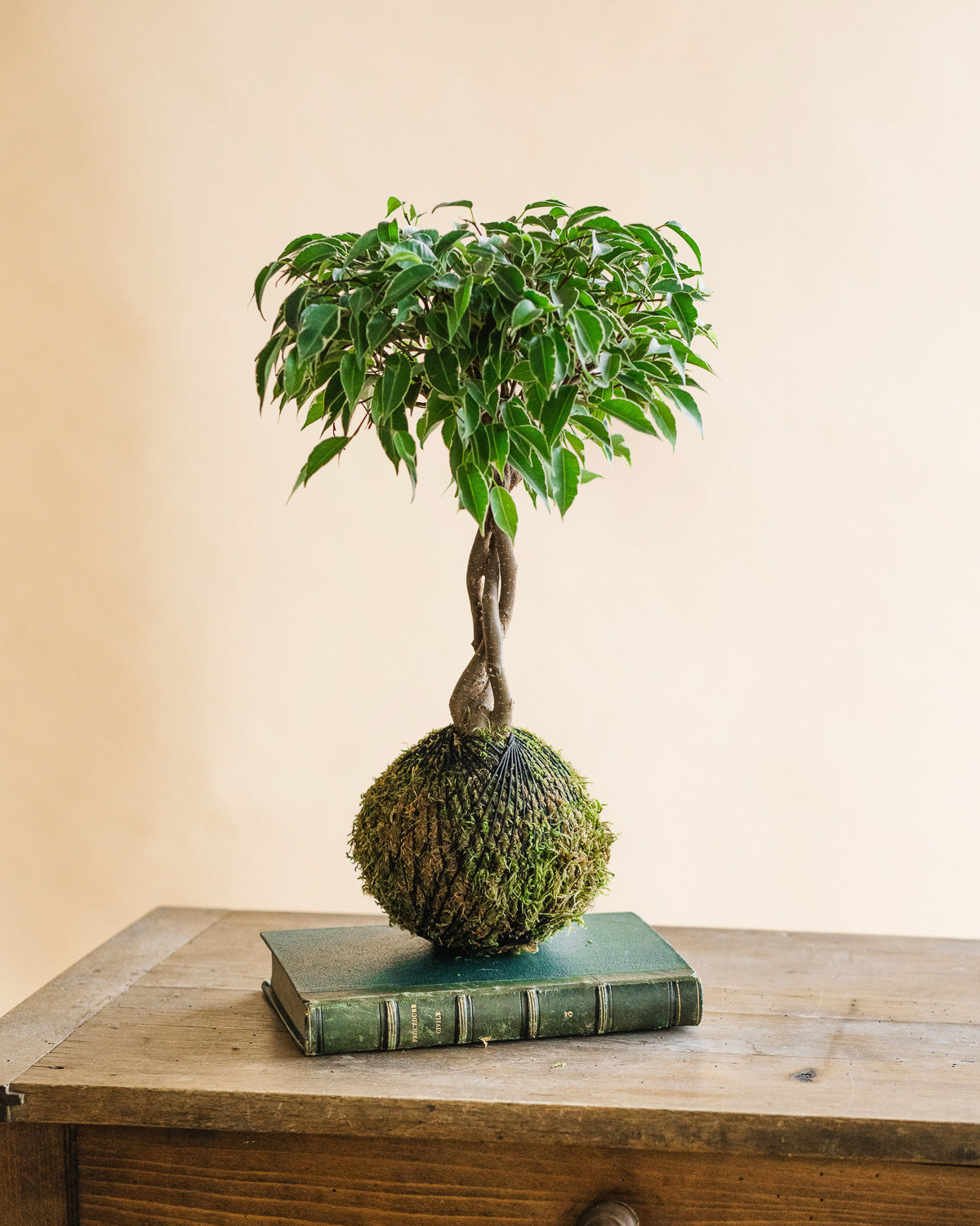 kokedama-ficus-tress-la-green-touch