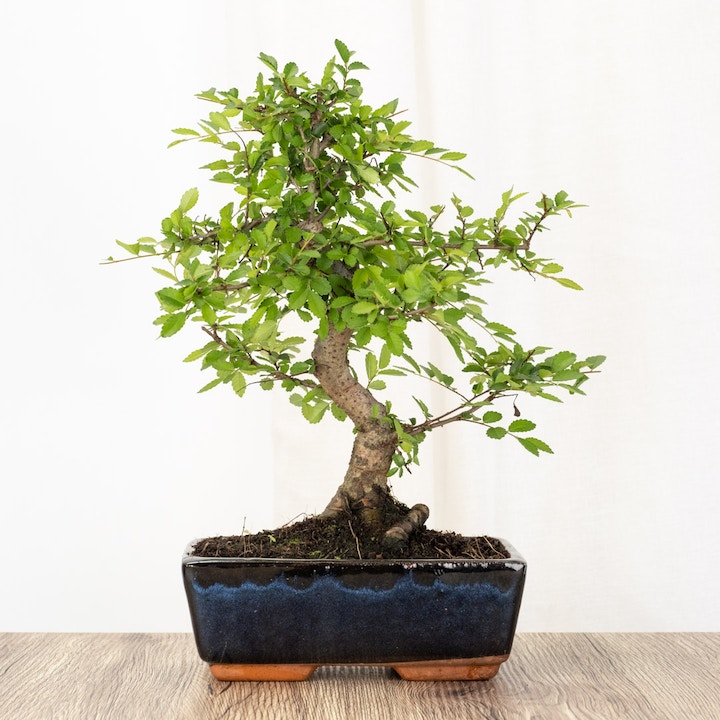 bonsai-rsistant-zelkova-8-ans-be-green
