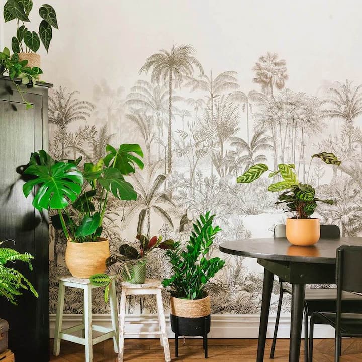 Les plantes d'intérieur La Green Touch