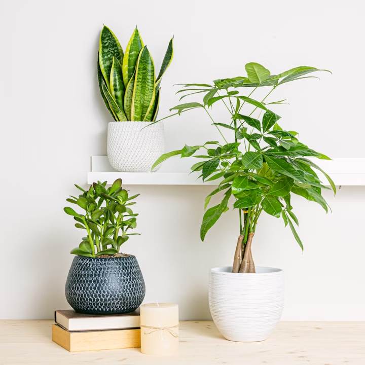 Achetez Votre Cactus Unique - Plante D'intérieur Durable et Élégante – La  Green Touch