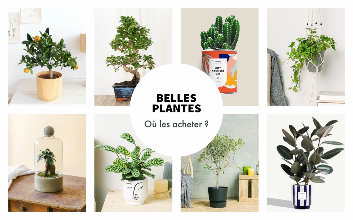 6 plantes originales à offrir en cadeau