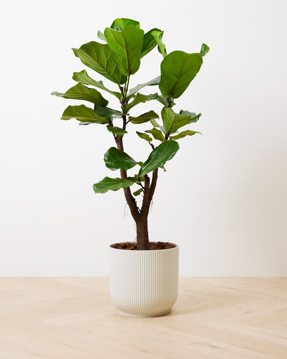 acheter-ficus-lyrata-branched-xxl