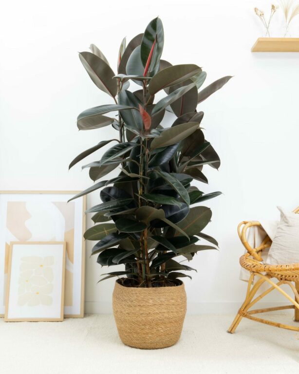 ficus-2