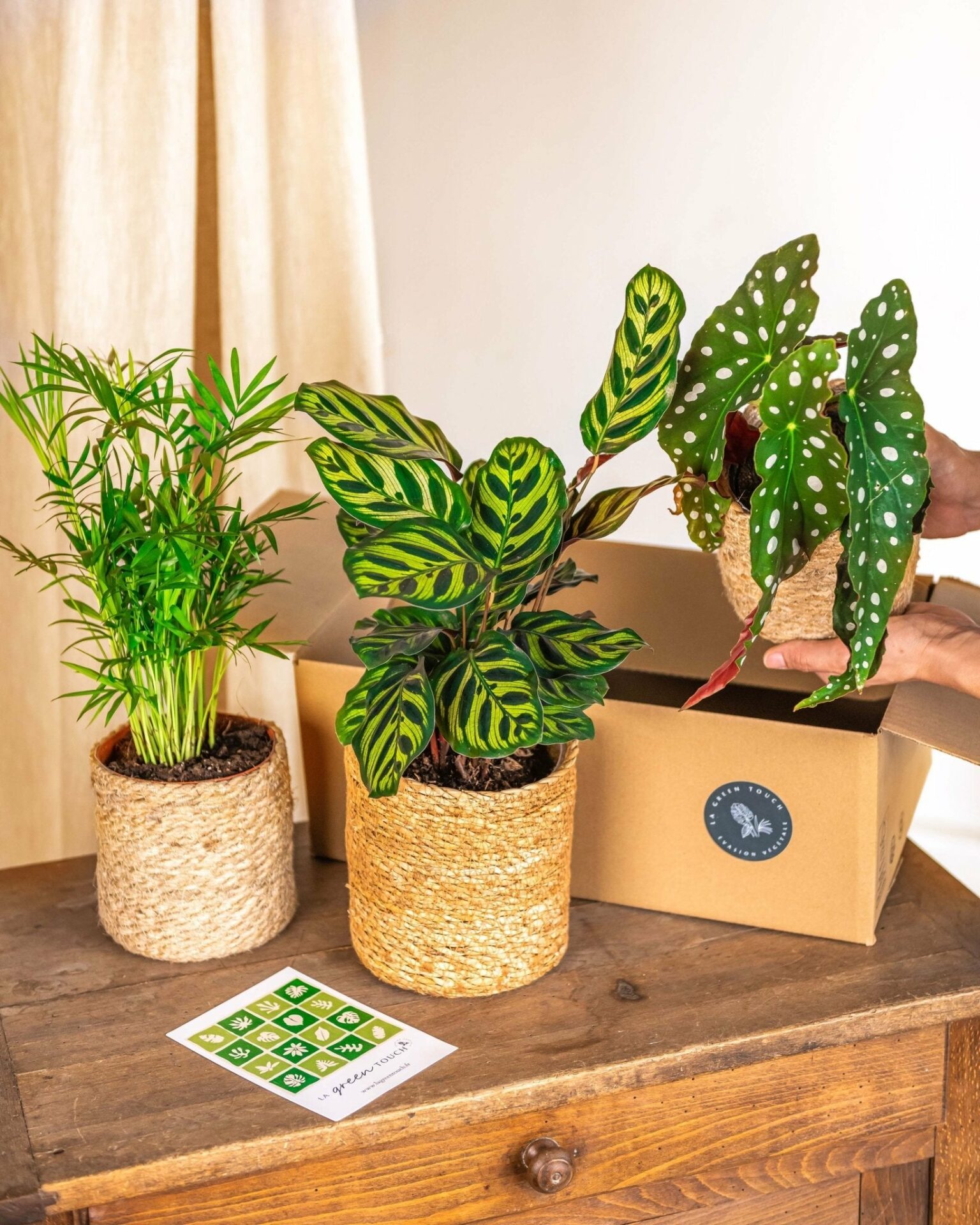 coffret-3-plantes-jungle-fever-la-green-touch