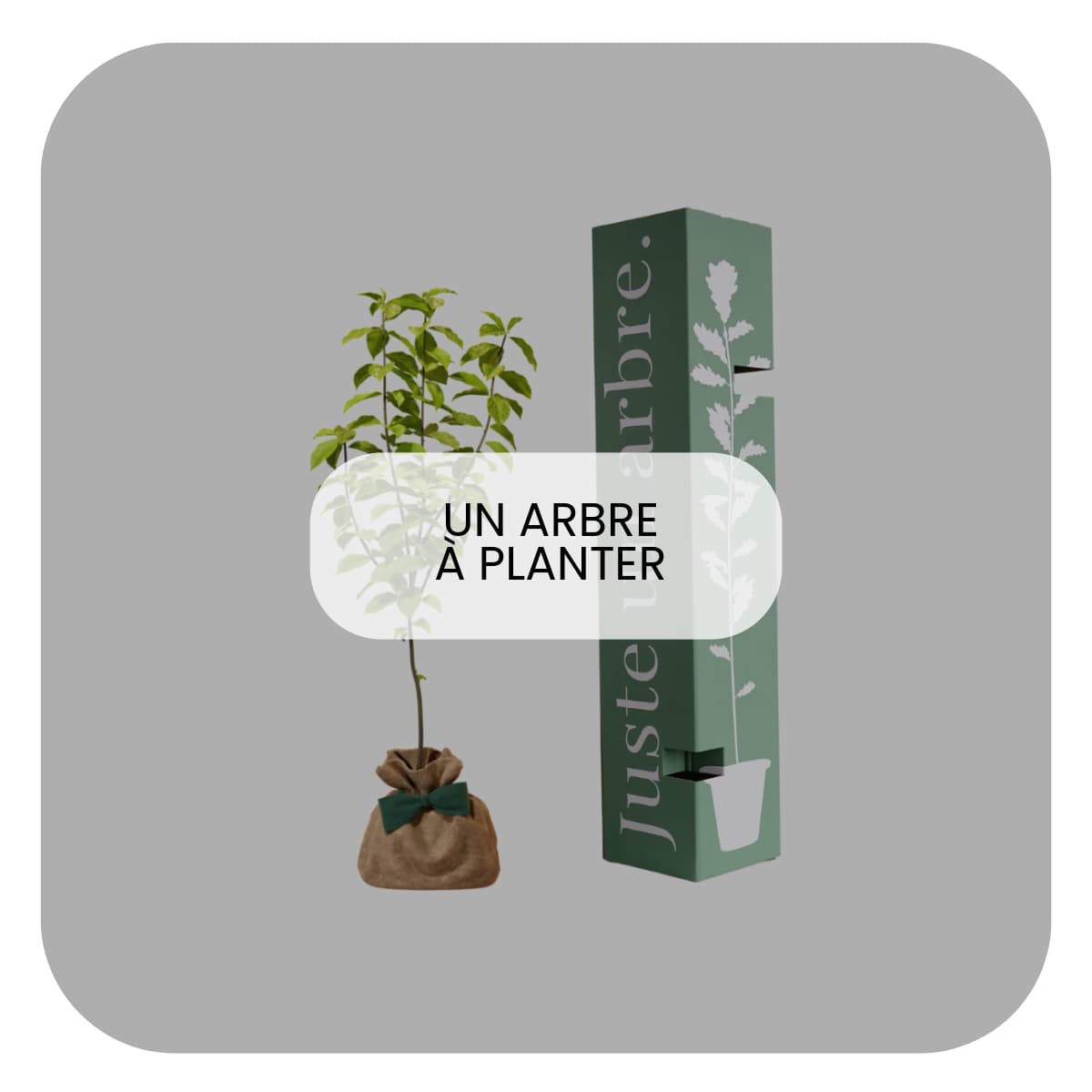 Cadeau 20 ans symbolique : arbre à planter