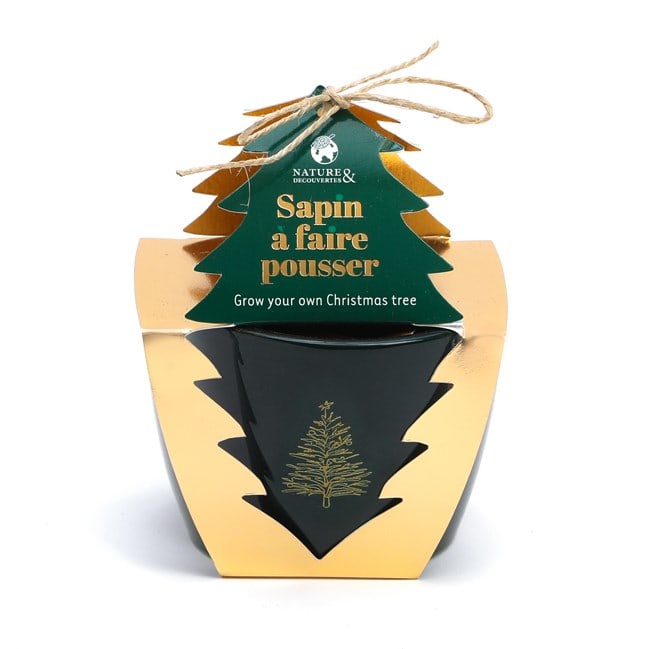 sapin-faire-pousser-nature-dcouvertes