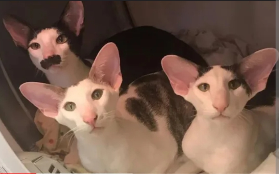 tgl_a383cd89-98c8-4b7b-9eff-d241b350012f