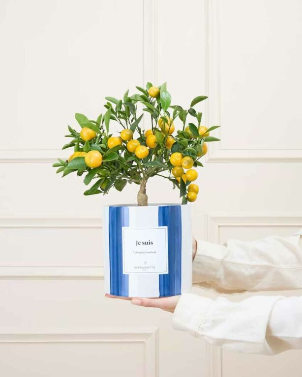 tgl_4b2892bf-76dd-4c93-8d1e-e1032ab2c804