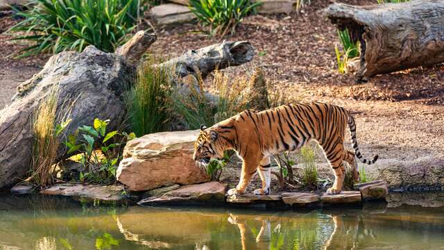 tgl_a61ce1f1-597c-4e54-9159-98b89eafe2cf