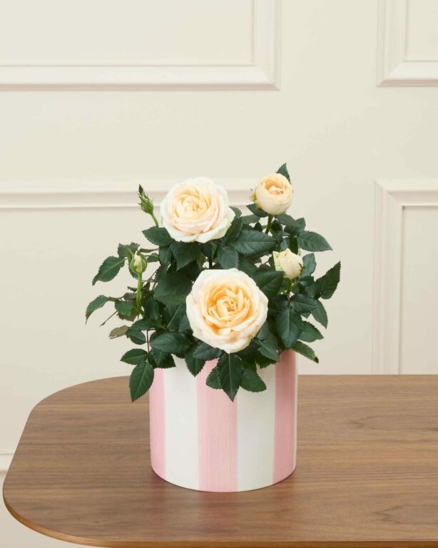 tgl_a49db698-fb05-4534-bc6d-a17114d2a507